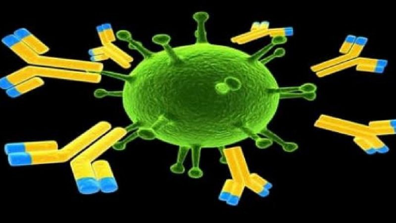 دراسة: تشكل أجسام مضادة لكورونا في ‘بؤرة’ فرنسية
