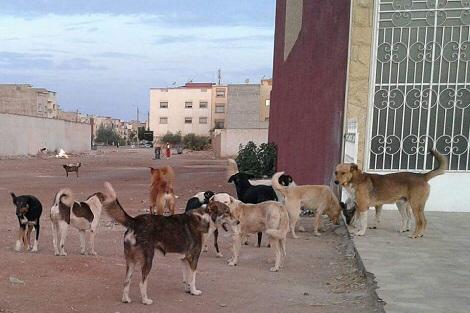 ساكنة تاسلطانت تستنجد بالوالي لحلو لرفع ضرر الكلاب الضالة