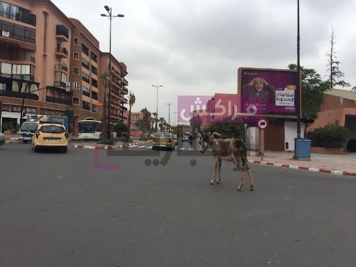 اختفى البشر وظهرت الحيوانات بشوارع مراكش..كيف سيتعامل المجلس مع ذلك ؟