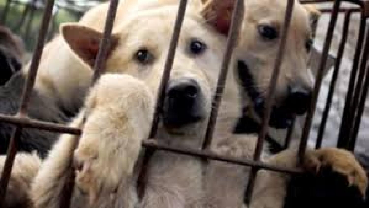 انطلاق مهرجان لحوم الكلاب في الصين رغم أزمة الفيروس التاجي