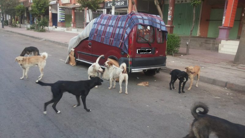 انتشار الكلاب الضّالة يُهدد سلامة سكان أحياء مراكش