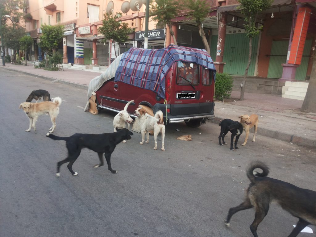 انتشار الكلاب الضّالة يُهدد سلامة سكان أحياء مراكش