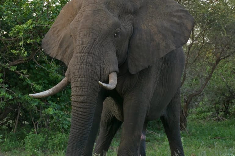 موت 350 خلال شهرين.. نفوق جماعي غامض لمئات الفيلة في بوتسوانا
