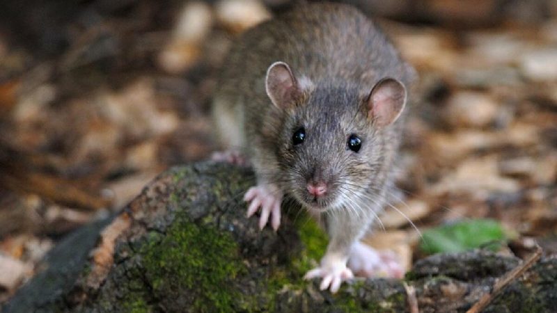 بسبب كورونا.. فئران جائعة وعدوانية تهاجم بيوت البريطانيين