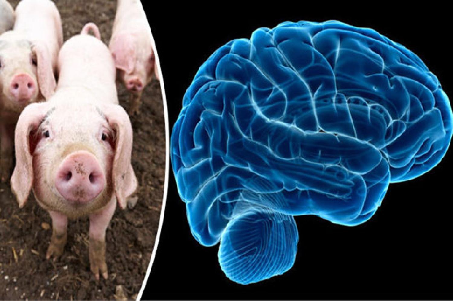 ‘كمبيوتر’ في دماغ خنزير.. والهدف ‘أعقد’ أمراض الإنسان
