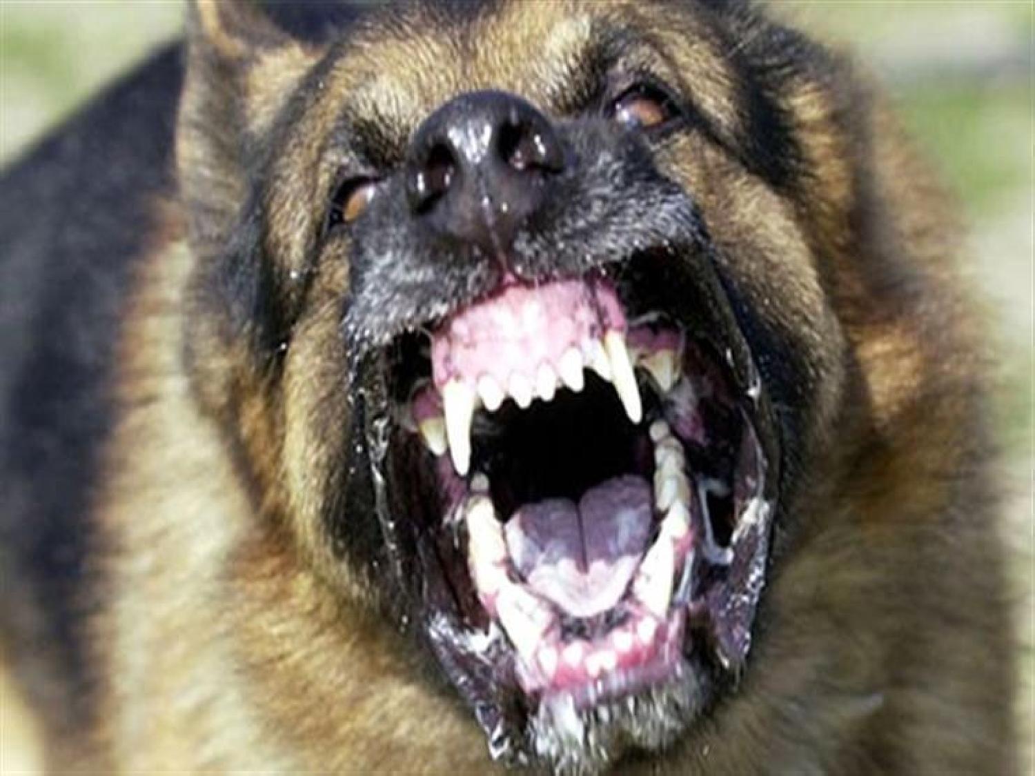عضة كلب مسعور تهدد حياة خمسني في مولاي براهيم