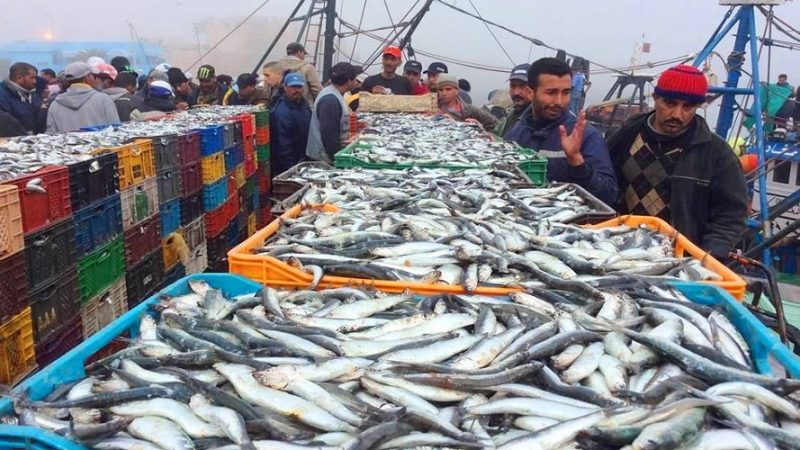 جمعية السمك الذهبي: من المخجل إضراب مراكب السردين من أجل العمل خارج القانون بأسفي