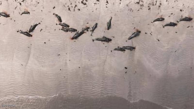 نفوق 100 حوت طيار على شواطئ نيوزيلندا