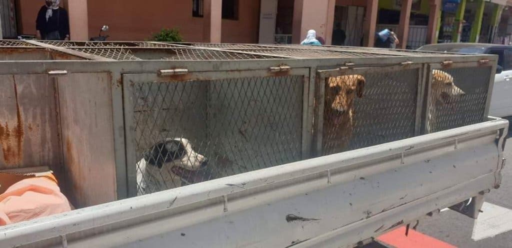 حملات السلطات المحلية بالحي الحسني بمراكش تواجه الكلاب الضالة