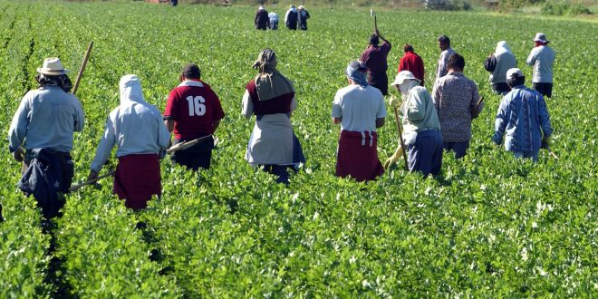 استدعاء عمال موسميين مغاربة للعمل في مزارع اقليم ولبا الاسباني