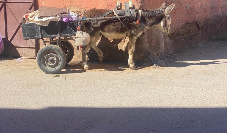 العربات المجرورة تتسبب في معاناة كبيرة لسكان وتجار بوطويل بباب دكالة