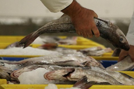 يقظة سلطات مراكش تفشل عملية تهريب كمية من الأسماك بالمحطة الطرقية للمسافرين