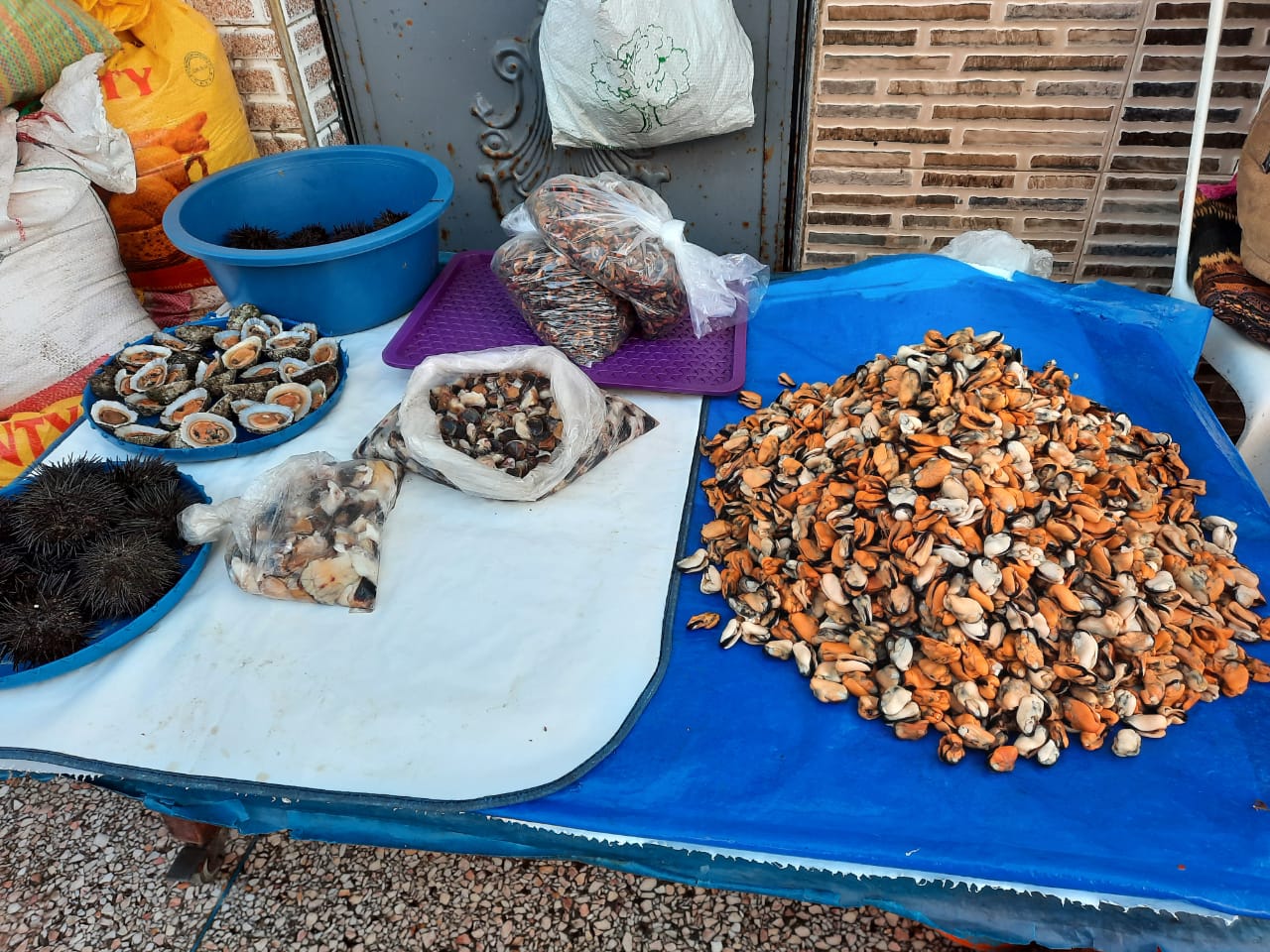 محار البحر كنزحقيقي يعزز التنوع الحيوي ويحرس البيئة البحرية لمدينة سيدي إفني