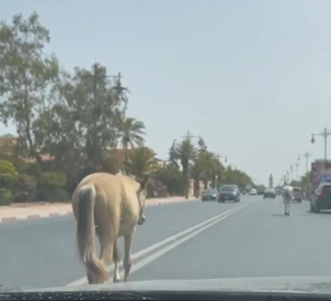 شوارع مراكش المدينة السياحية تتحول إلى حدائق للحيوانات أمام أنظار مسؤوليها