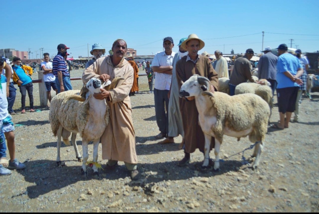 من سوق الأربعاء مراكش: غلاء الأعلاف وارتفاع سومة « الصنك » يلهب ثمن أضحية العيد