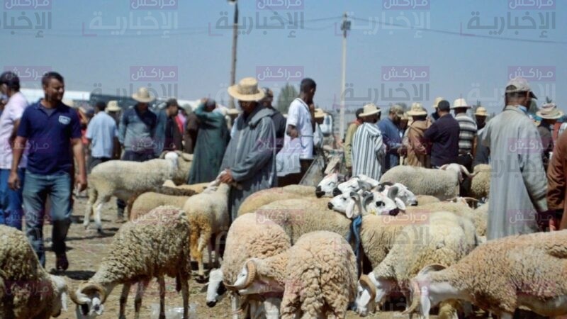 فيديو : سوق الأربعاء ضواحي مراكش: غلاء أثمنة أضاحي العيد ..والكسابة « يعزون ذلك الى إرتفاع ثمن الأعلاف وكثرة « الشناقة ».