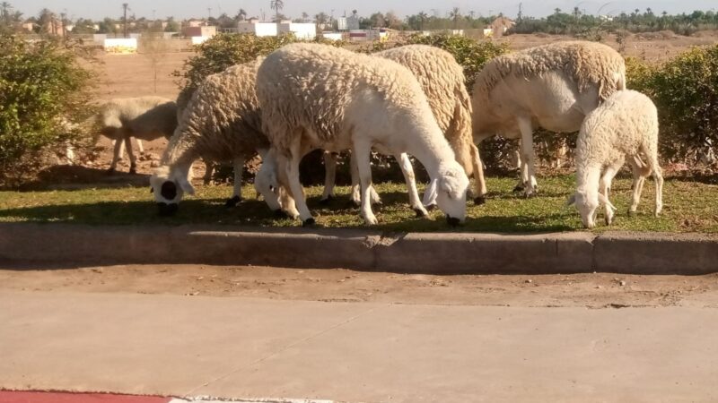 حدائق عمومية بمراكش تتحول إلى مرعى للحيوانات