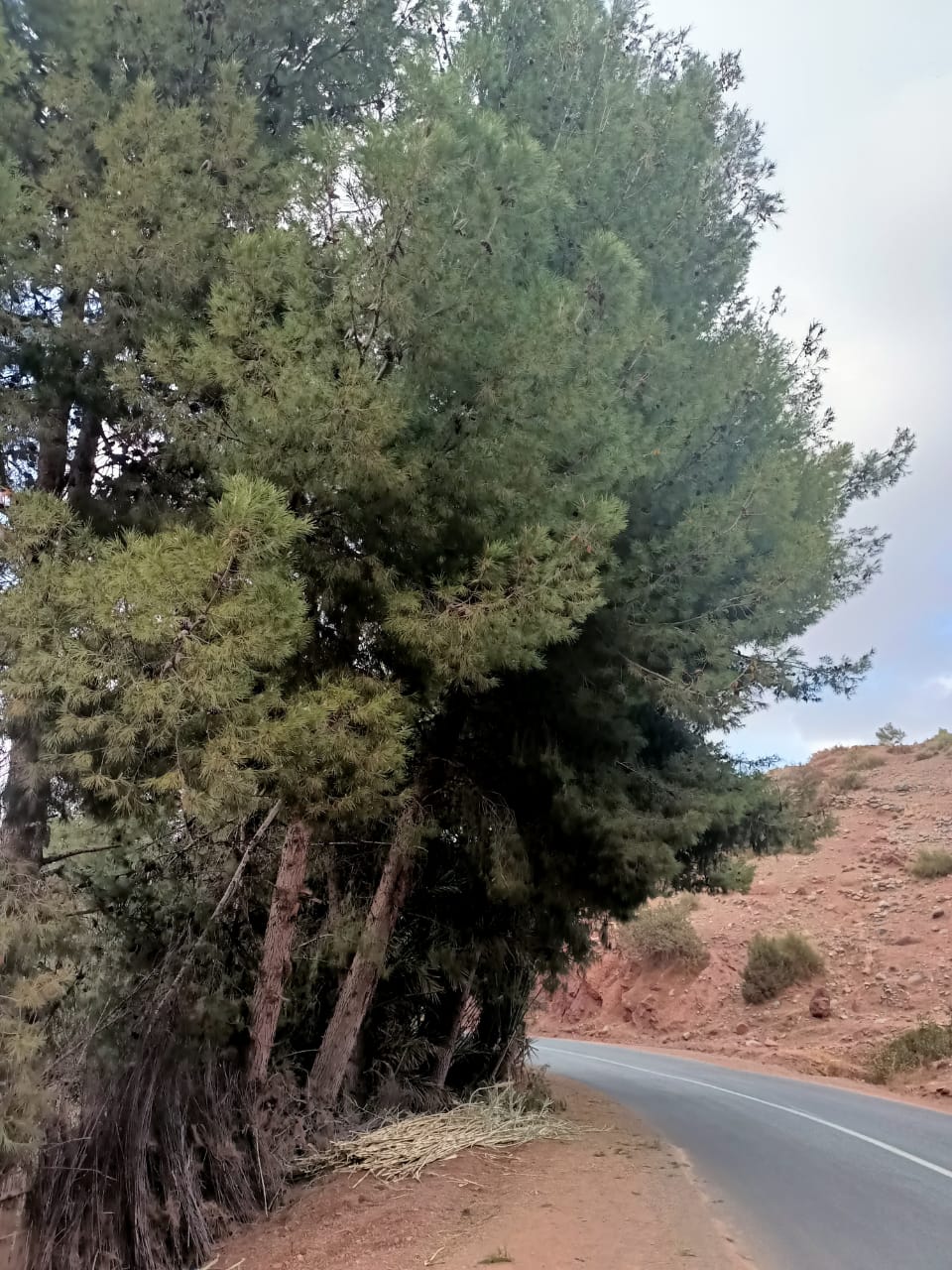 اٍقليم الحوز..أشجار تهدد سلامة مستعملي الطريق بأغواطيم+صورة
