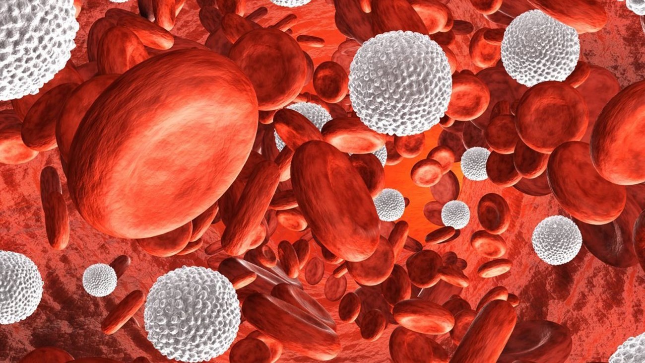 دراسة: خلايا الدم البيضاء يمكن أن تقاوم متحور أوميكرون