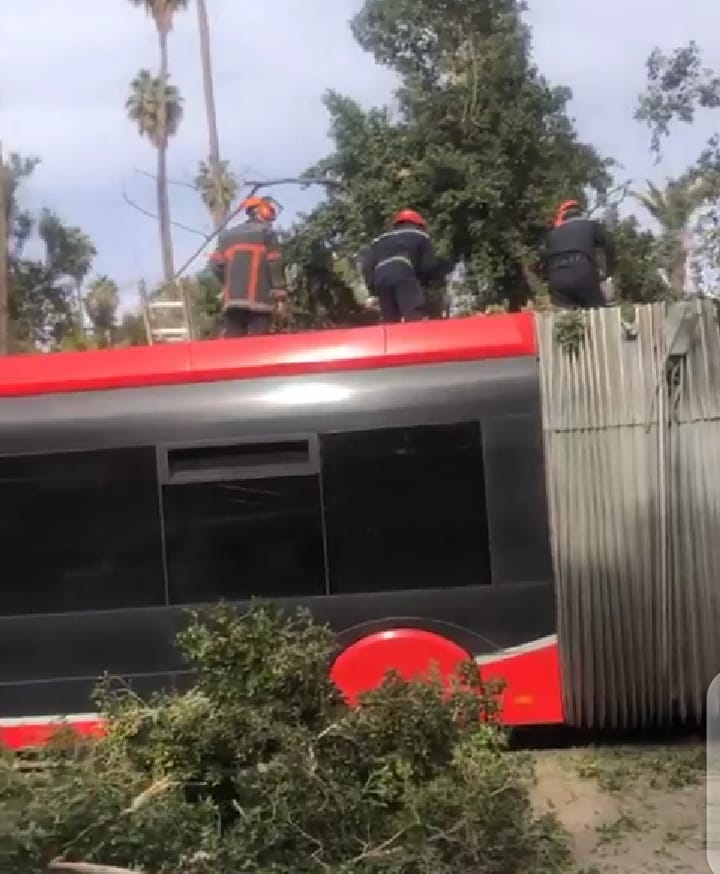 عاجل: شجرة ضخمة تسقط فوق حافلة للنقل الحضري بمراكش (صور)