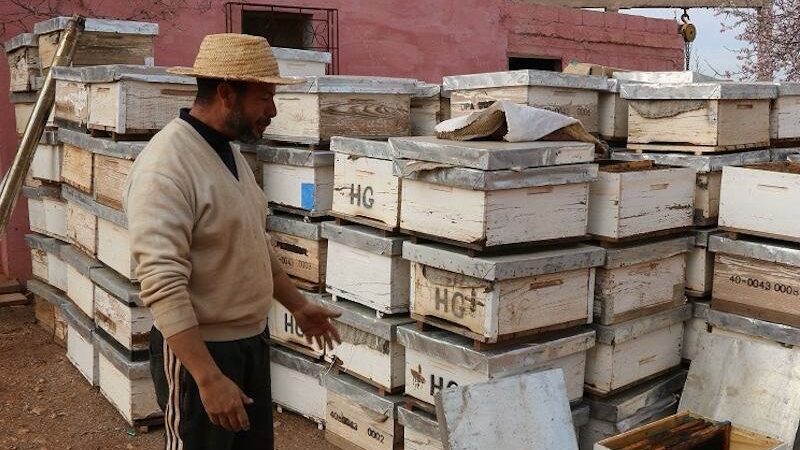 الحكومة تقر باختفاء طوائف النحل في مناطق متفرقة من المغرب