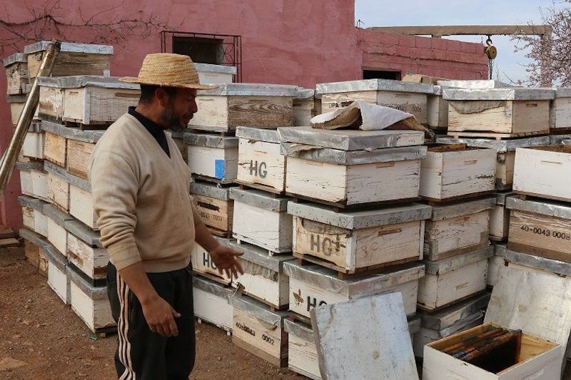 الحكومة تقر باختفاء طوائف النحل في مناطق متفرقة من المغرب