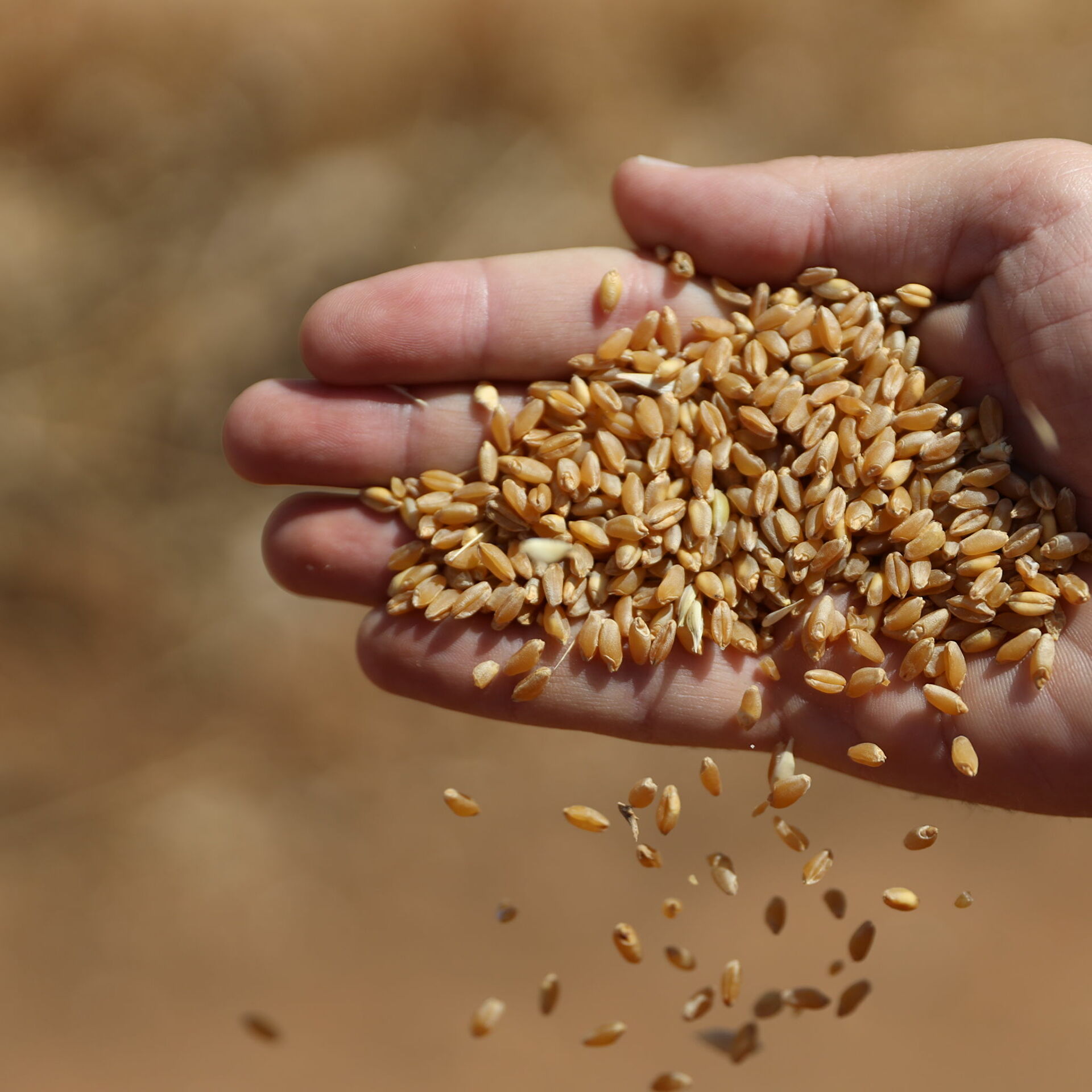 تجار الحبوب يطمئنون المغاربة ويؤكدون على توفر القمح رغم ظرفية الحرب