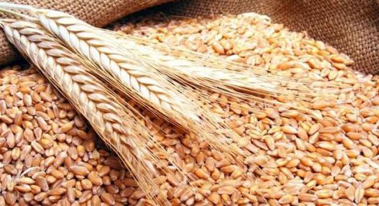 فرض أوكرانيا لشروط جديدة لتصدير القمح يزيد محنة المغرب