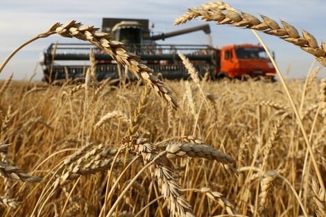تراجع إنتاج الحبوب بـ  78,2 مليون قنطار خلال الموسم الفلاحي الحالي