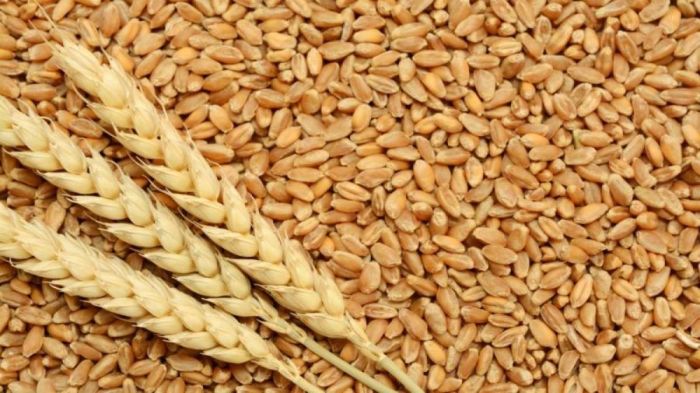 مسؤول يطمئن المغاربة: مخزون القمح في المملكة يكفي لـ5 أشهر