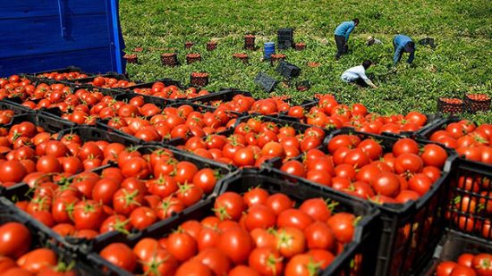 أسعار الطماطم تواصل ارتفاعها رغم وعود الحكومة