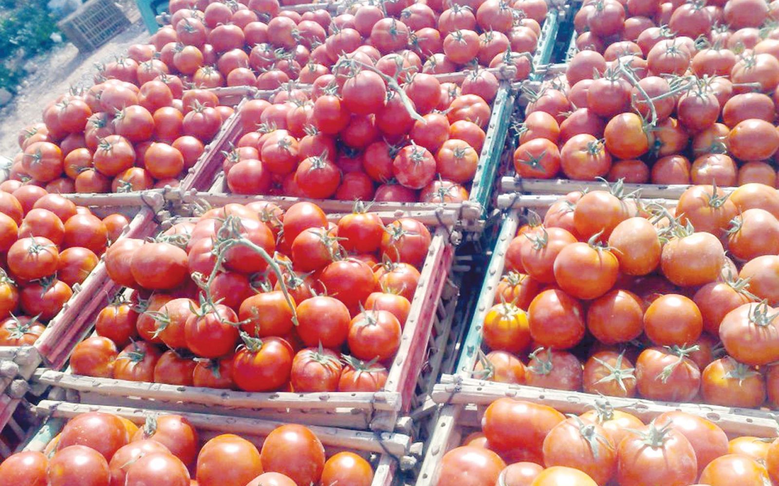 الناطق الرسمي باسم الحكومة: أثمنة الطماطم بسوق الجملة تراوحت ما بين 2 إلى 4 دراهم وسوق الجملة يحتاج إلى تنظيم