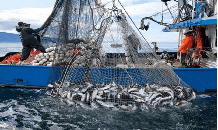 ارتفاع قيمة منتجات الصيد الساحلي والتقليدي بـ8 % بميناء أسفي