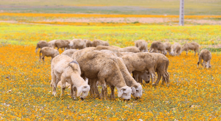 التساقطات المطرية الأخيرة تنعش آمال مربي الماشية بالجهة