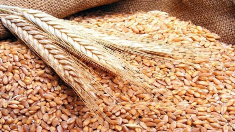 الحكومة تخصص منحة 5 درهم للقنطار لتعزيز مخزون القمح