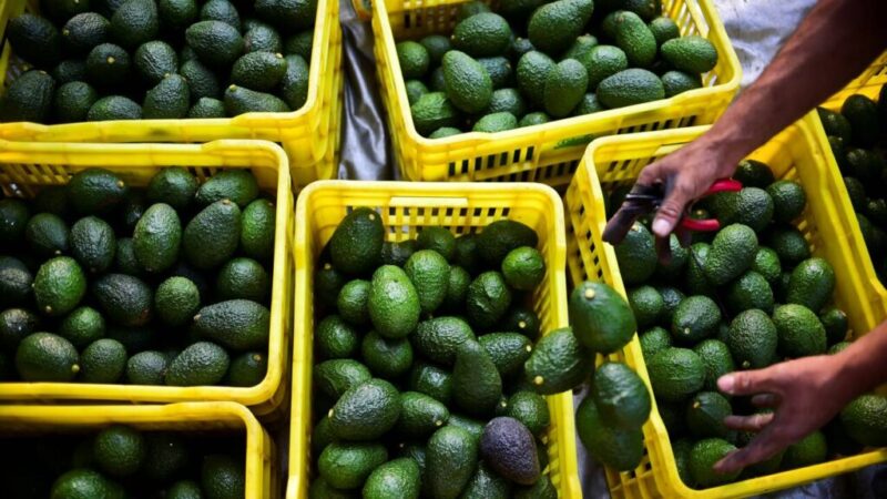 ازدياد لهيب الأسعار.. سعر فاكهة « الأفوكادو » يقفز إلى  25 درهما في أسواق مراكش