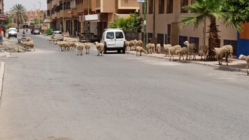 الأغنام تجتاح حي المحاميد والسكان يطالبون بوضع حد لظاهرة الرعي في المجال الحضري