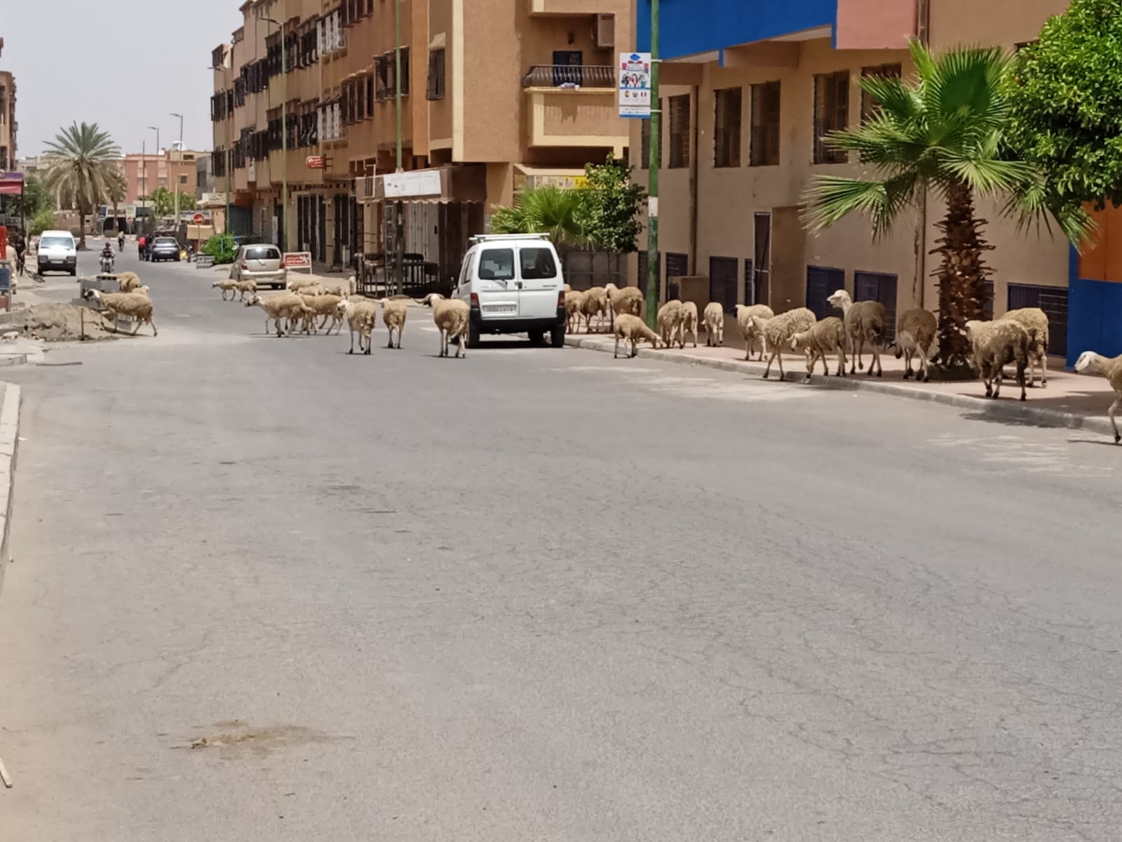 الأغنام تجتاح حي المحاميد والسكان يطالبون بوضع حد لظاهرة الرعي في المجال الحضري