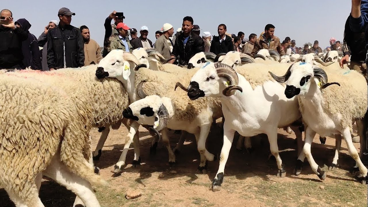 إحصائيات : غالبية المواشي أسعارها تقل عن 2500 درهم بالأسواق المغربية