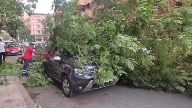 الرياح القوية تتسبب في سقوط شجرة على سيارة خفيفة بمراكش