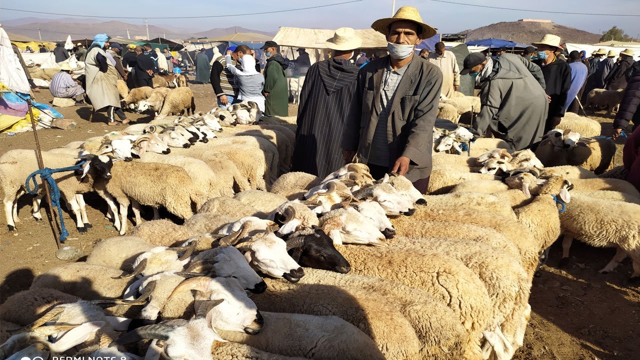 افتتاح سوق الأغنام الوحيد بمراكش..فهل ستحد الباشا من التسيب ؟