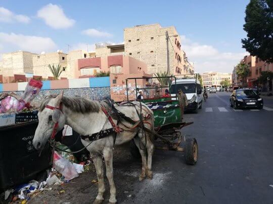 مطالب بدمج الميخالة في تعاونيات مهيكلة بعد شن حملة ضدهم بمراكش 