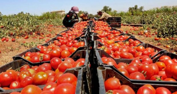 صادرات الخضر والفواكه المغربية إلى إسبانيا تتضاعف 4 مرات والطماطم في الصدارة
