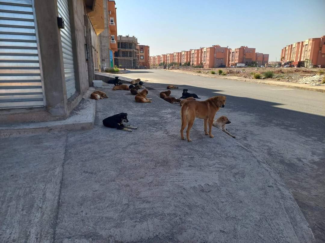 المجلس الجماعي لمراكش يستفيق من سباته ويشن حملة واسعة ضد الكلاب الضالة