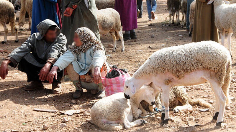 أسعار الأغنام والعرض في عيد الأضحى .. وزير الفلاحة يوضح