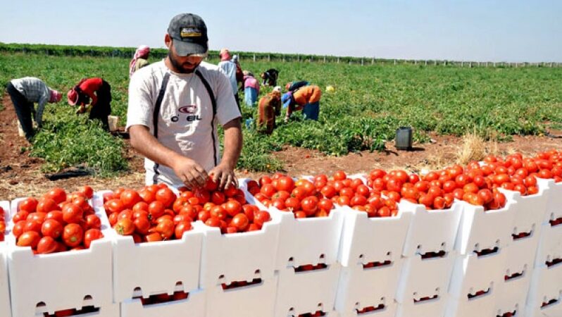 رغم غلائها في الاسواق..المغرب ضمن اكثر البلدان تصديرا للطماطم