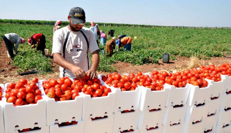 رغم غلائها في الاسواق..المغرب ضمن اكثر البلدان تصديرا للطماطم