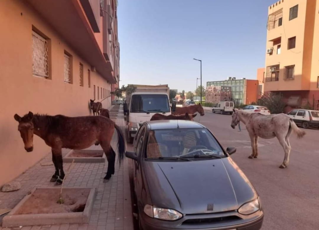 ساكنة جنان التيسير تشتكي من فوضى الباعة الجائلين إلى قائد سيدي غانم