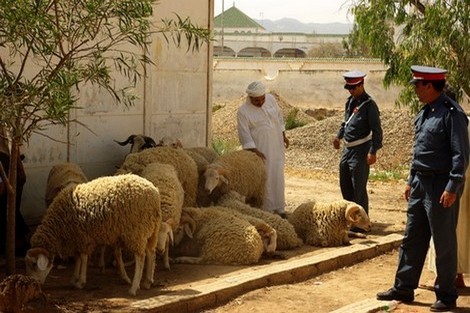 حجز مئات المواشي لتسمينها بطرق غير شرعية