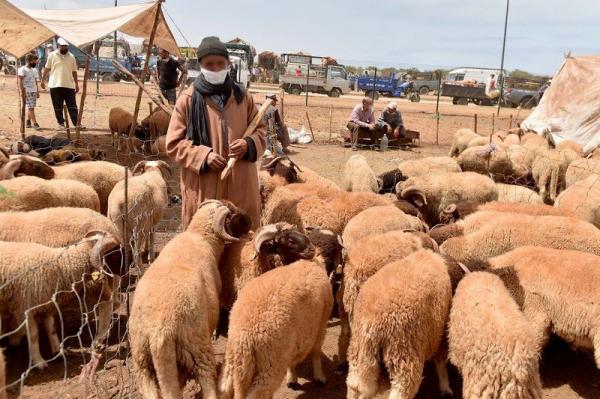 حزب الكتاب يتهم الحكومة باستعمال الريع في دعم الاضاحي المستوردة